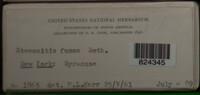 Stemonitis fusca image